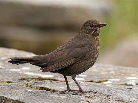 Eurasian Blackbird - eBird