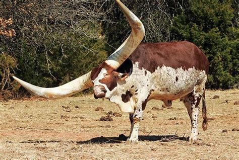 African Watusi Cattle