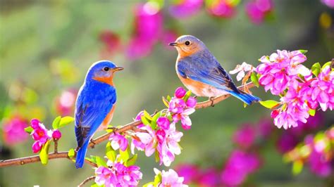 Birds And Flowers 4K Wallpaper - Bird With Flowers Wallpapers Wallpaper ...