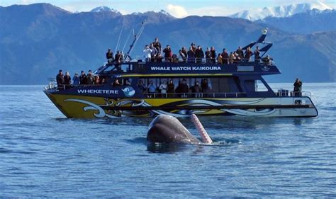 Whale Watching Cruise Kaikoura - 3hr Cruise - NZ Tourism.com