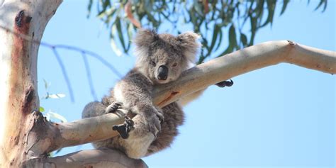 What is international Wild Koala Day? | Wild Koala Day