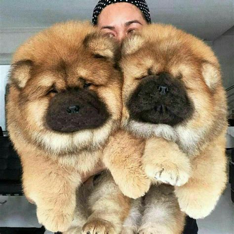 Photo | Chow dog breed, Dog breed info, Chow chow puppy