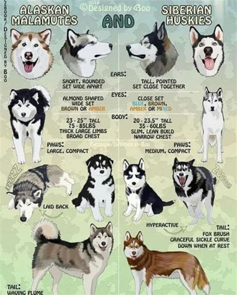 Difference between Siberian huskies and Alaskan malamutes : coolguides ...