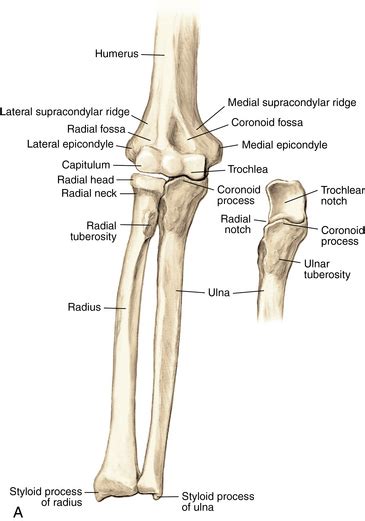 Elbow and forearm | Musculoskeletal Key