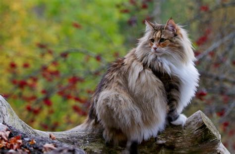 Norwegian Forest Cat Size: How Big Are They? Comparison