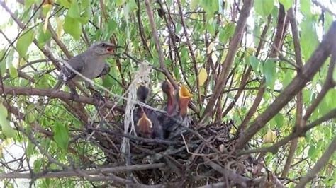 What Do Mockingbirds Eat [Year-Round Food Habits]