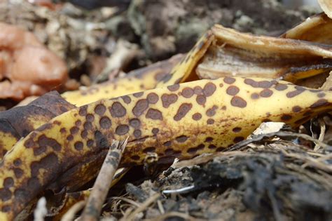 Composting Banana Peels » Making Your Compost Great!