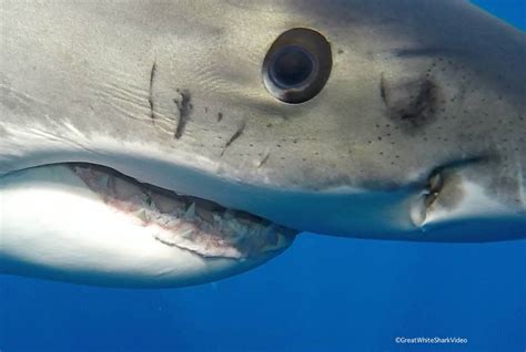 A peek into the mysterious gaze of the great white shark | Men's Journal