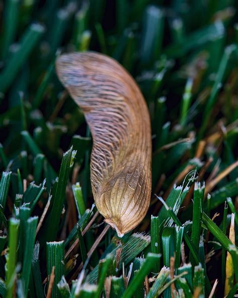 Maple tree whirlybird seed Photograph by Berkehaus Photography - Pixels