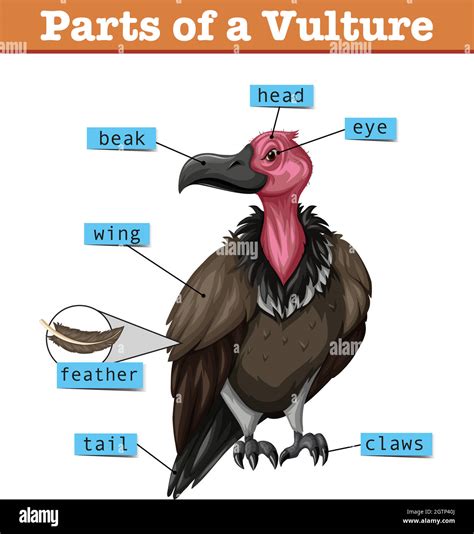 Diagram showing parts of vulture Stock Vector Image & Art - Alamy