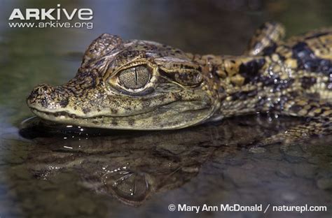 Close up of a young spectacled caiman | Caiman, Reptiles and amphibians ...