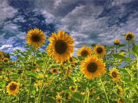 🔥 Download Sunflower Wallpaper Big In Sunflowers Field HD Car by ...