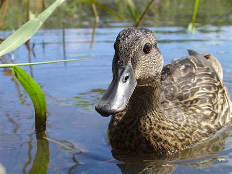 Wildlife Programs | Koloa Maoli: The Hawaiian Duck