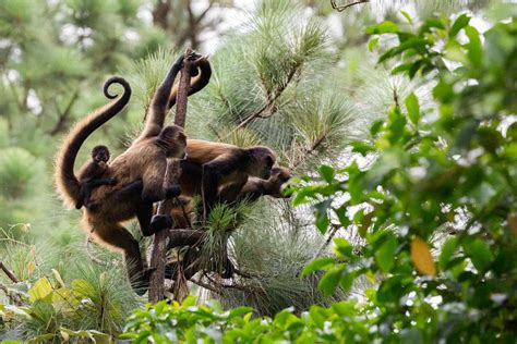 8 Surprising Facts About Spider Monkeys