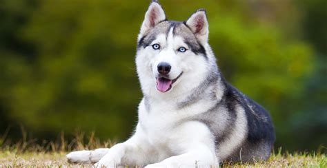 Siberian Husky Guide (Lifespan, Size & Characteristics)