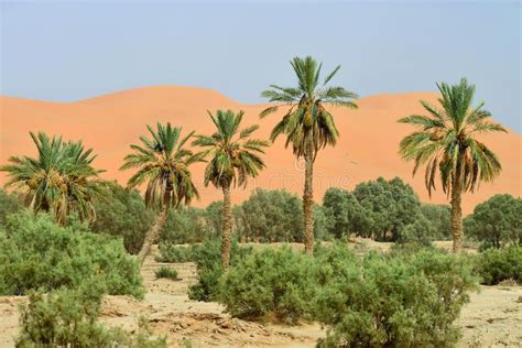 Oasis in Sahara Desert. Morocco, Africa , #Ad, #Sahara, #Oasis, #Desert ...