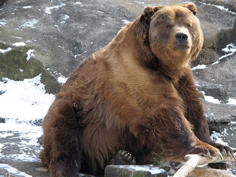 10 Worst Animals to Keep as Pets | Kodiak bear, Bear, Brown bear