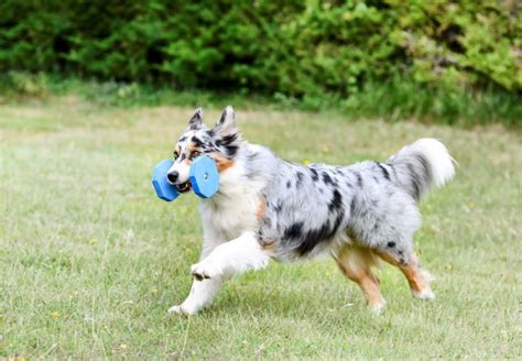 Australian Shepherd Dog Breed Information, Characteristics & How to ...