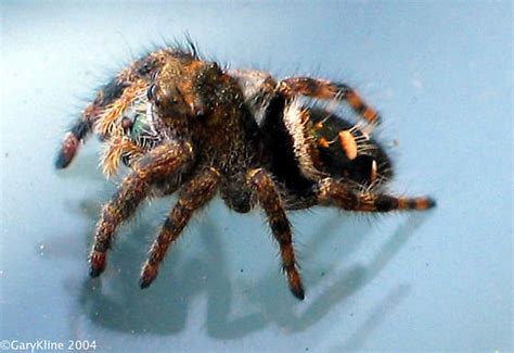 Jumping Spider - Phidippus audax - BugGuide.Net