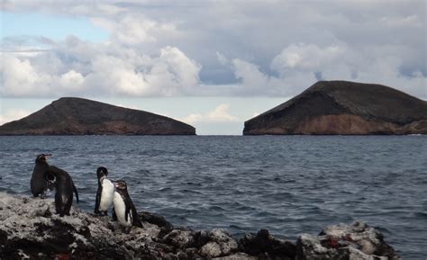 Galápagos Penguin Project - Center for Ecosystem Sentinels