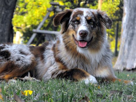 Breeding Australian Shepherds. Colors « Australian Shepherd Tips ...