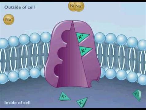 Sodium Potassium Pump - YouTube