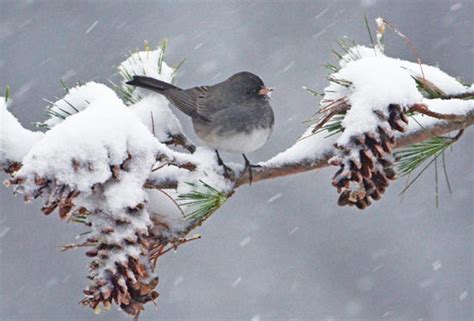 Dark-eyed Junco in Snow, Birds in Winter, Vermont Wildlife, Wildlife ...