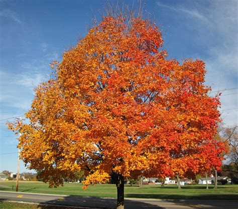 How to Grow Sugar Maples? — Our Tips (that Work)