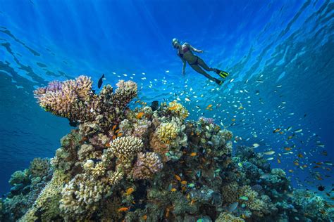 The 10 Best Dive Sites in Egypt