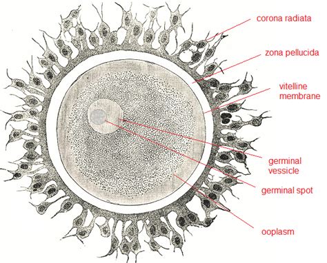 Ovum | Definition, Function & Structure - Lesson | Study.com