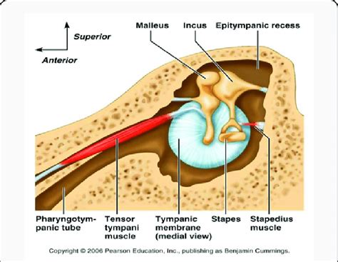 Middle Ear Anatomy