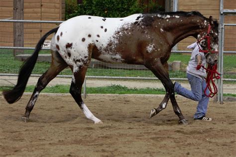 snowflake appaloosa | Tumblr