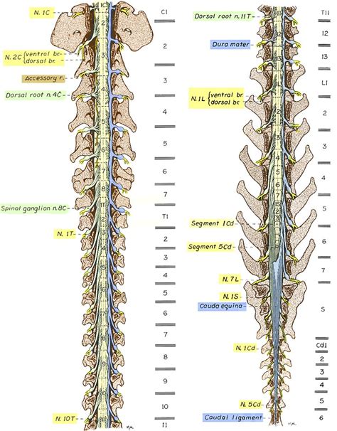 Where Does A Dogs Spinal Cord End