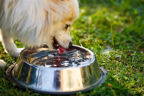 Do You Have a Community Water Bowl at Your Pet Business? - PETSPLUSMAG.COM