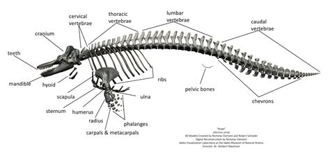 Adopt A Bone | Charleston Marine Life Center