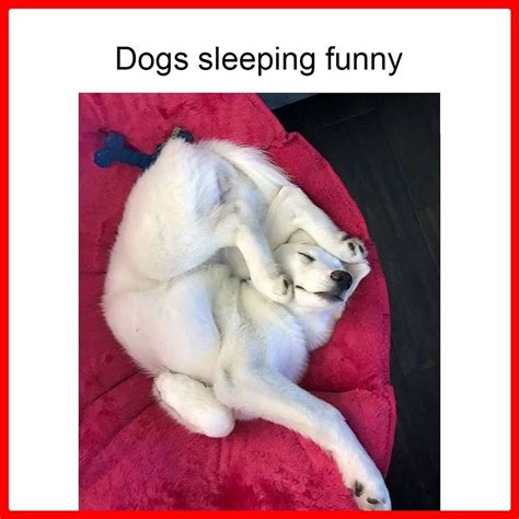 √ Sleeping With Dog Meme