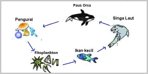 Contoh Rantai Makanan di Laut: Pengertian dan Komponennya