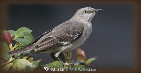 Mockingbird Symbolism & Meaning | Mockingbird Spirit, Totem & Power Animal