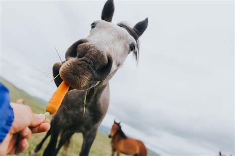 Premium Photo | Horse eating a carrot from the hand.