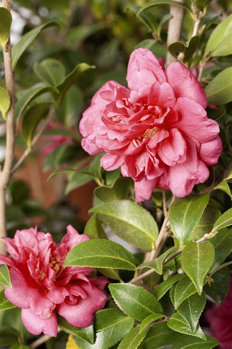 Best Flowering Shrubs For Shade / Choosing Zone 5 Bushes For Shade ...