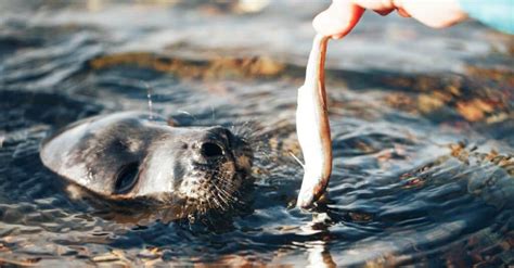 10 Incredible Harp Seal Facts - A-Z Animals