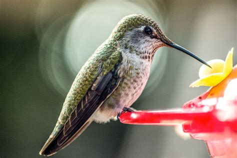 Hummingbird Feeding FAQs | Audubon