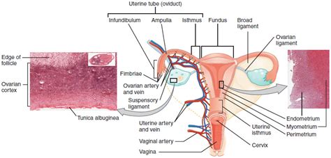 23.4: Uterus and Cervix - Biology LibreTexts