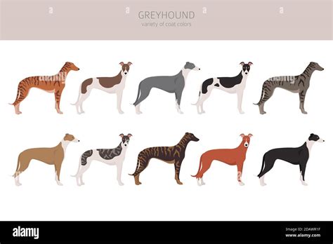 English greyhound dogs different coat colors. Greyhounds characters set ...