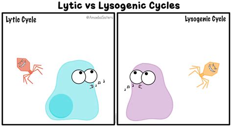 Lytic vs. Lysogenic Cycle in Viruses GIF! See all of our GIFs on www ...