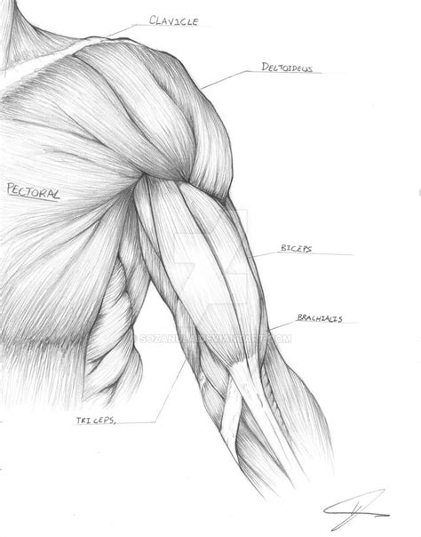 Arm Anatomy Sketch