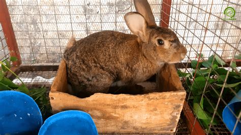 Design, Size and Dimensions of a Rabbit Nesting Box | Envynature