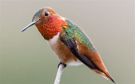 Colibrí de Allen - Tipos de colibri