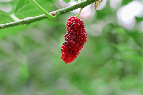 How to Grow and Care for Red Mulberry Trees