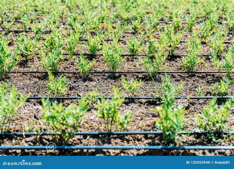 Agriculture Irrigation System on Vegetable Field Stock Photo - Image of ...